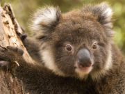 Koala at Hanson Bay Sanctuary, South Australia. Photo by South Australia Tourist Board