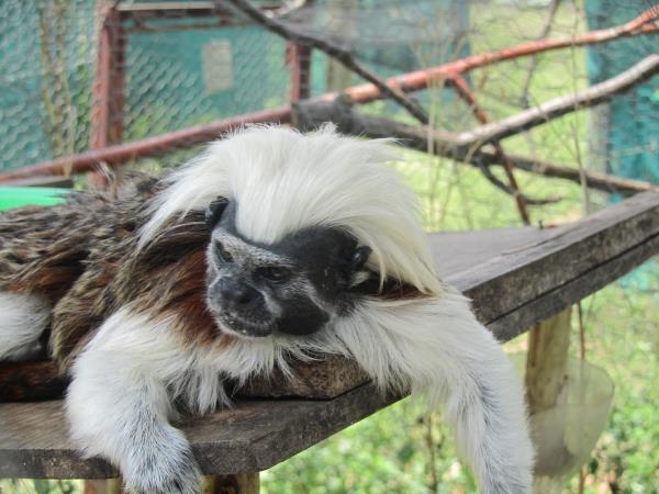 Primate rescue volunteer holiday in South Africa