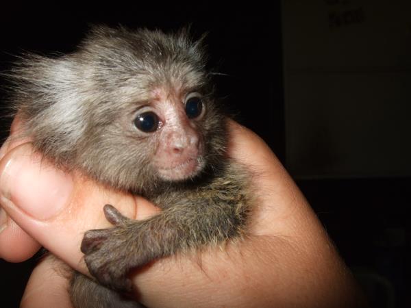 Primate rescue volunteer holiday in South Africa