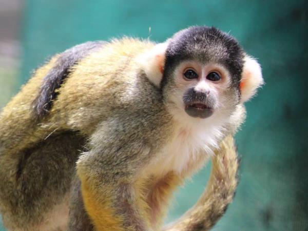 Primate rescue volunteer holiday in South Africa