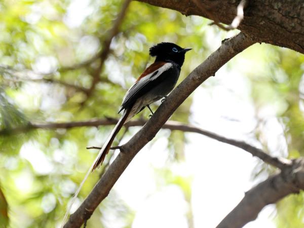 Ethiopia birdwatching holiday in Bale Mountains