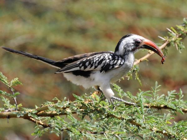 Ethiopia birdwatching holiday in Bale Mountains