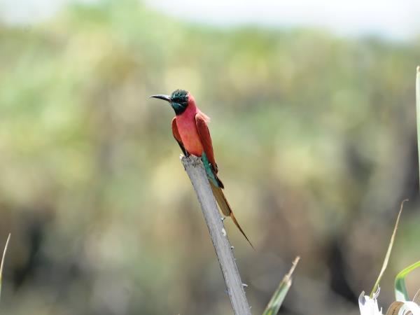 Ethiopia birdwatching holiday in Bale Mountains