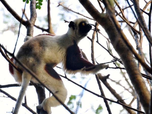 Madagascar north coast nature holiday