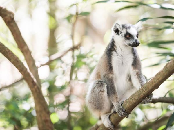 Madagascar family holiday, wild country & whales