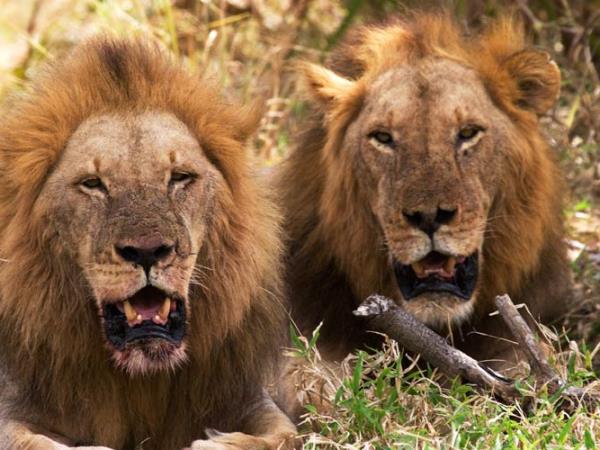 Tanzania camping safari, Selous and Ruaha