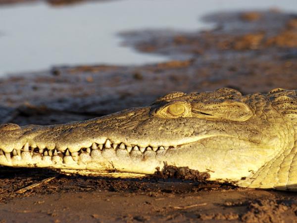 Tanzania camping safari, Selous and Ruaha