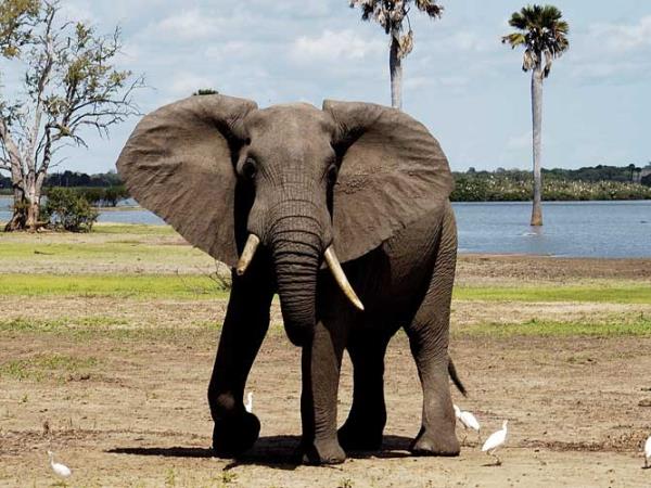 Tanzania camping safari, Selous and Ruaha