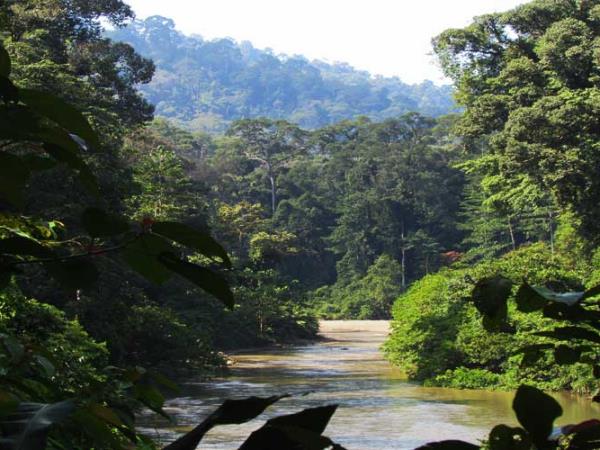 Borneo wildlife holidays