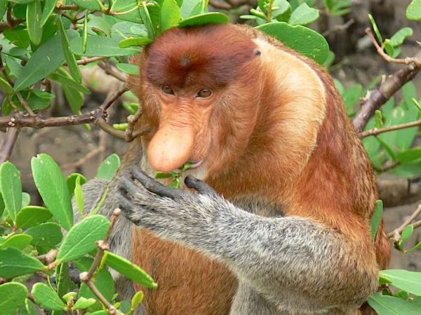 Borneo wildlife holidays