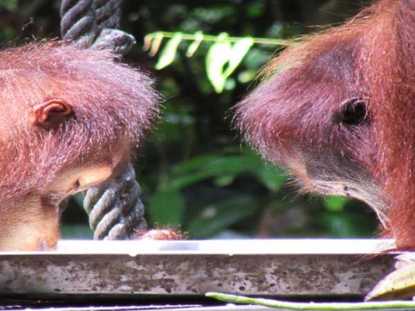 Borneo wildlife holidays