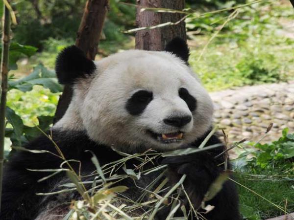 China tour, trekking & pandas