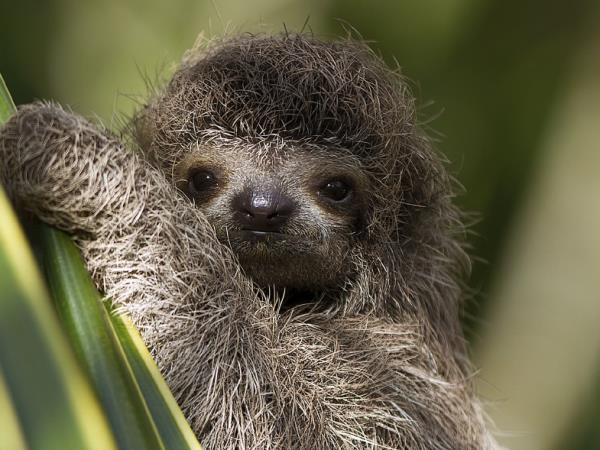 Costa Rica family adventure, tailor made