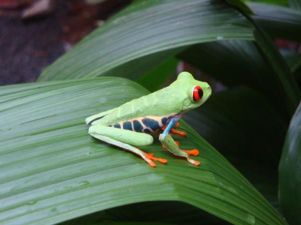 Costa Rica family adventure, tailor made