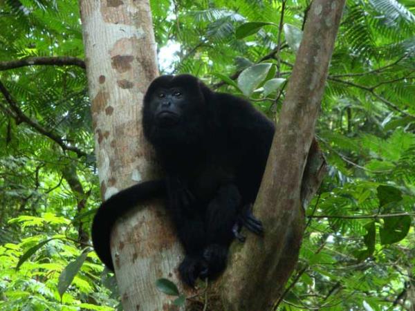 Costa Rica family adventure, tailor made