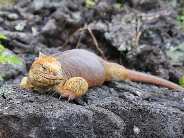 Galapagos activity holiday, tailor made