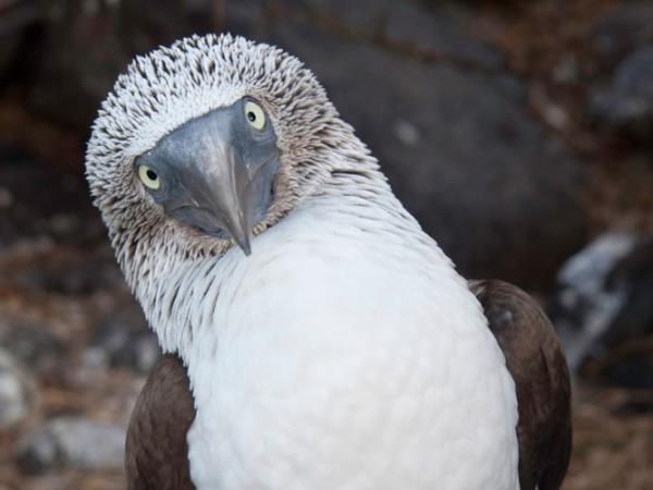 Galapagos multi activity holiday
