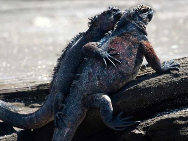 Galapagos multi activity holiday