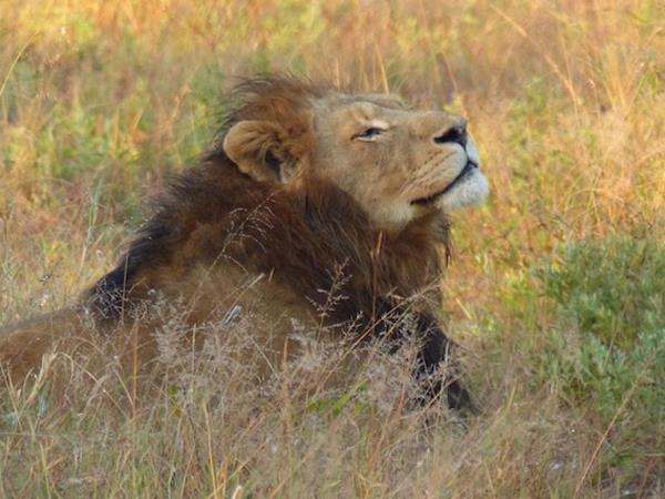 South Africa safari holiday, 14 days