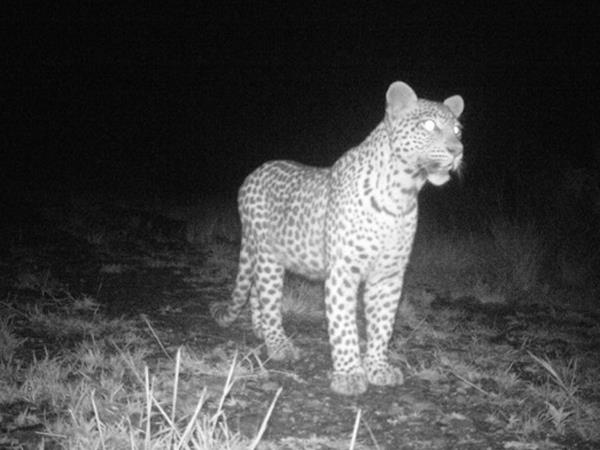 South Africa safari holiday, 14 days