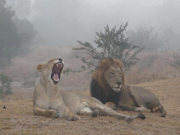 Ten day wildlife safari, South Africa