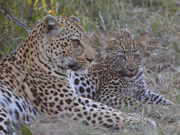Ten day wildlife safari, South Africa