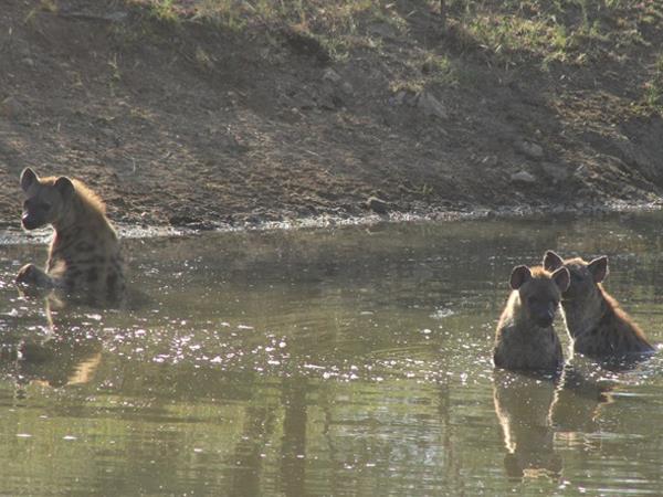 Ten day wildlife safari, South Africa
