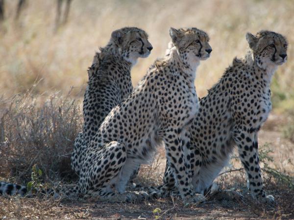 Ten day wildlife safari, South Africa