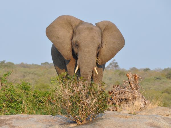 Ten day wildlife safari, South Africa