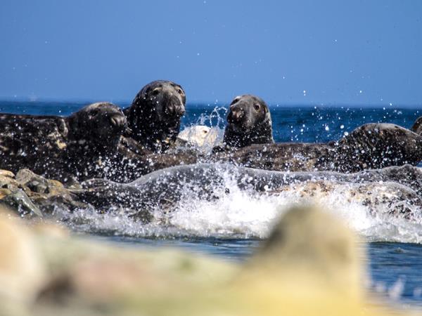 Scotland Cruise, Southern Hebrides and Mull of Kintyre