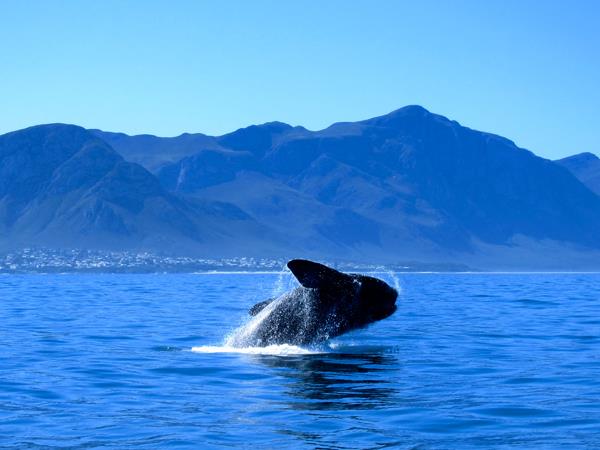 Wildlife safari and whale watching in South Africa
