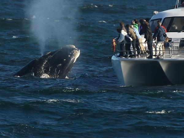 Wildlife safari and whale watching in South Africa