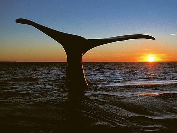 Wildlife safari and whale watching in South Africa