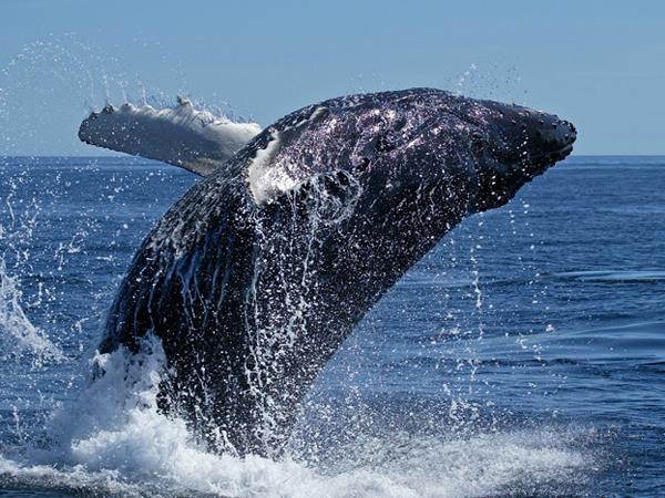 Wildlife safari and whale watching in South Africa