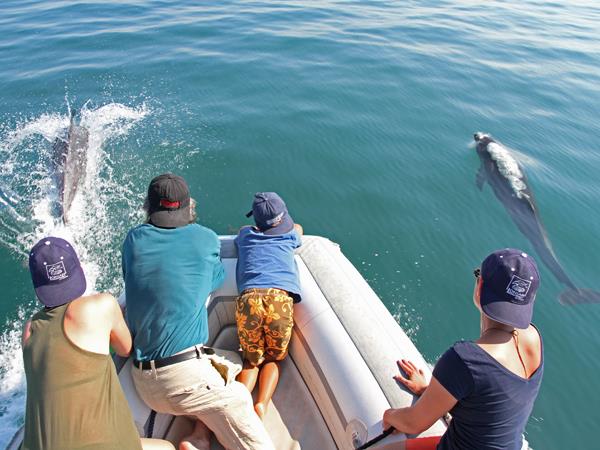 Dolphin conservation in Greece