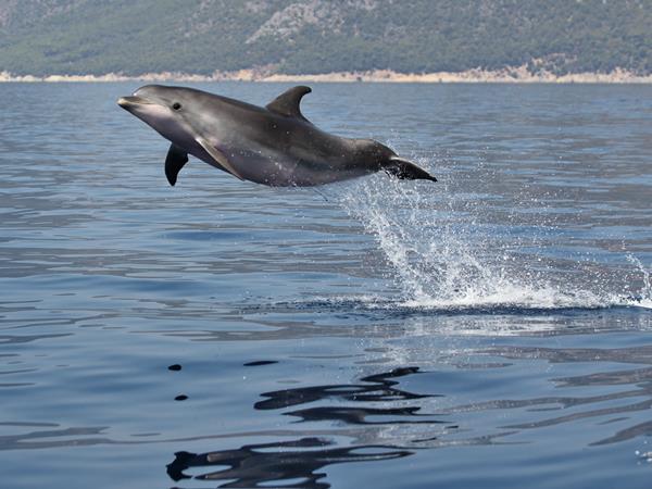 Dolphin conservation in Greece