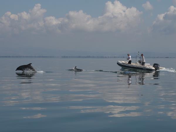 Dolphin conservation in Greece