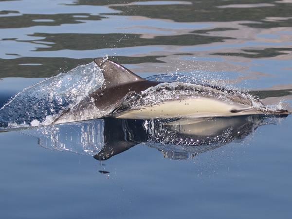 Dolphin conservation in Greece