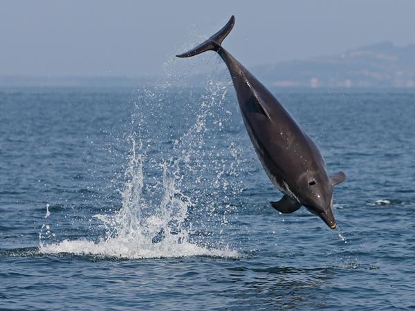 Dolphin conservation in Greece
