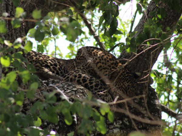 Beach holiday & tour in Sri Lanka