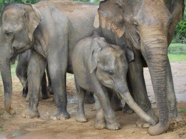 Sri Lanka holidays, tailor made