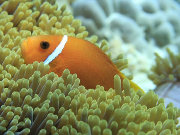 Sri Lanka and Maldives holidays
