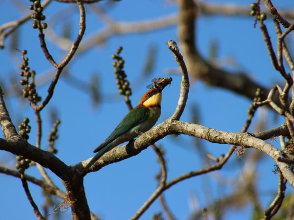 Wildlife holiday in Sri Lanka, private departure