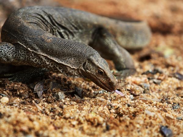 Wildlife holiday in Sri Lanka, private departure