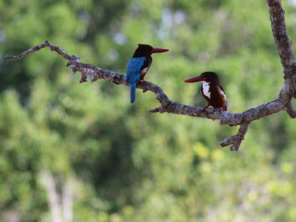 Wildlife holiday in Sri Lanka, private departure