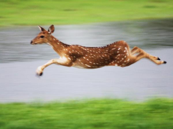 Wildlife holiday in Sri Lanka, private departure