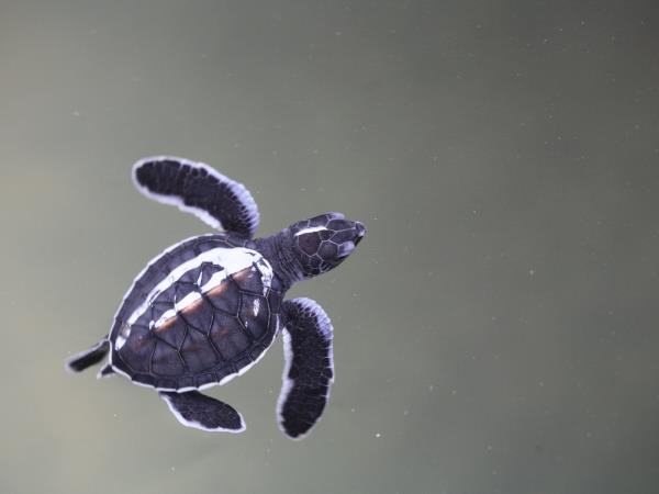 Wildlife holiday in Sri Lanka, private departure