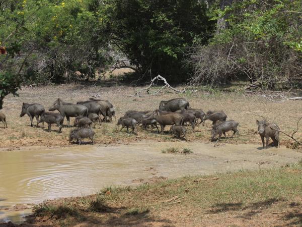 Wildlife holiday in Sri Lanka, private departure