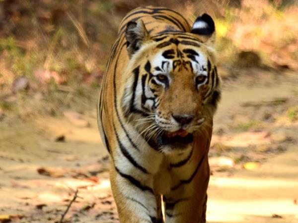 India tiger safaris