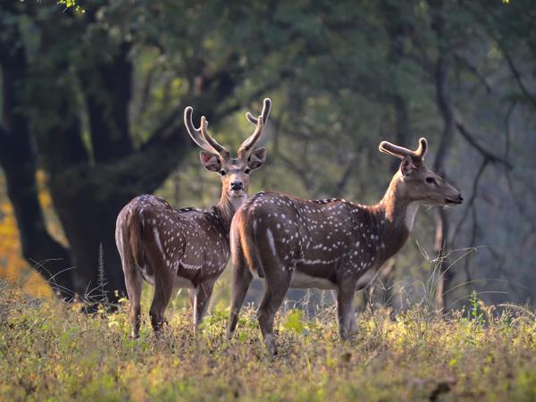 India tiger safaris